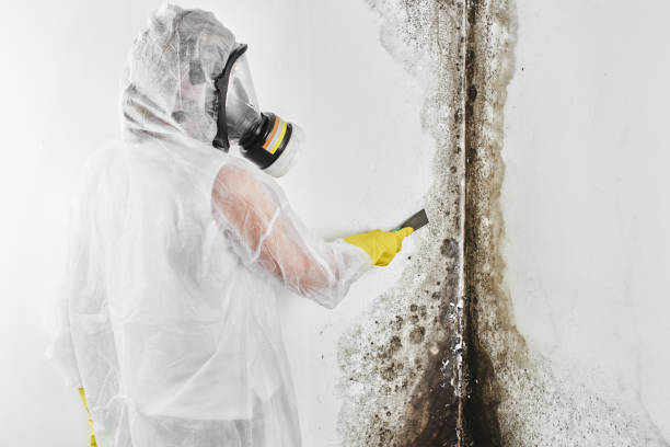 Best Commercial Mold Remediation in Apple Mountain Lake, VA