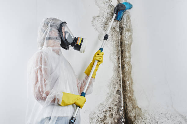 Best Kitchen Mold Remediation in Apple Mountain Lake, VA