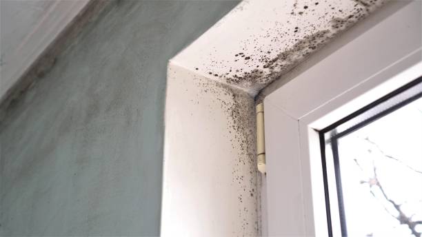 Best Insurance-Related Mold Remediation in Apple Mountain Lake, VA